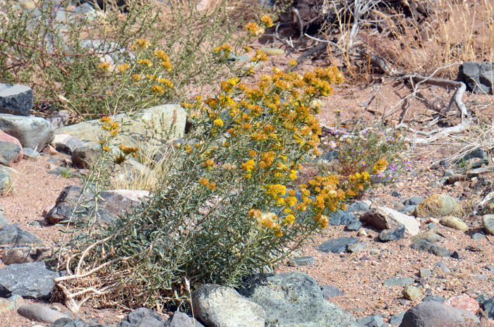 Rusby's Goldenbush habitat preferences are lower and upper deserts, pinyon-juniper, chaparral vegetation; Creosote Bush (Larrea) communities, washes, rocky, sandy and gravelly areas. Isocoma rusbyi Rusby's Goldenbush habitat preferences are lower and upper deserts, pinyon-juniper, chaparral vegetation; Creosote Bush (Larrea) communities, washes, rocky, sandy and gravelly areas. Isocoma rusbyi